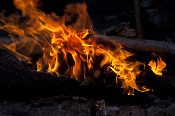 Image showing Campfire in forest