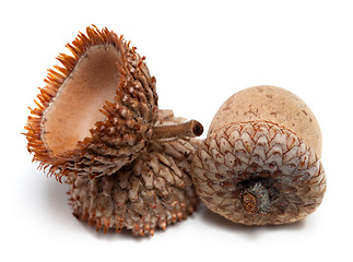 Image showing Acorns isolated on white background