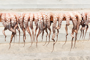 Image showing Sun-dried octopus