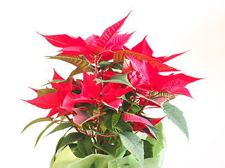 Image showing Poinsettia Christmas star