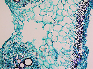 Image showing Cucurbita stem micrograph