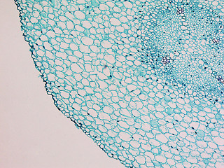 Image showing Vicia faba root micrograph