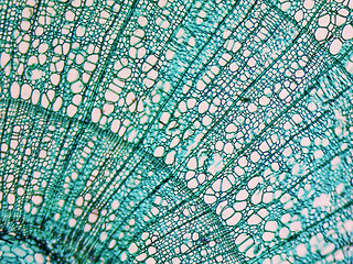 Image showing Tilia stem micrograph