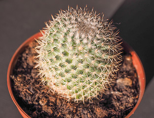 Image showing Cactus plant