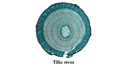 Image showing Tilia stem micrograph