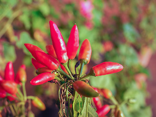 Image showing Chili Pepper