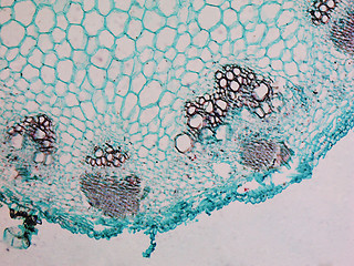 Image showing Heliansthus stem micrograph