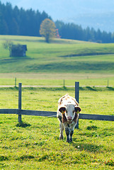 Image showing cow on the willow