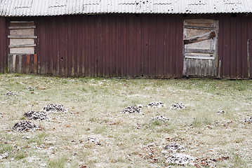 Image showing Mole mounds near the old wooden shed