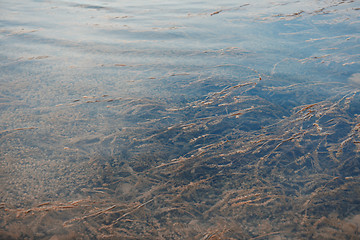 Image showing Water plants in the lake