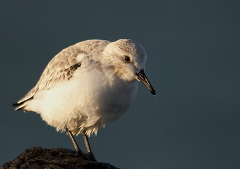 Image showing Sanderling