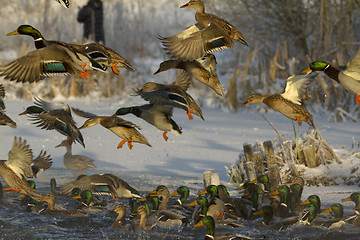 Image showing Ducks