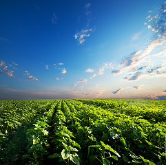 Image showing Sunflowers and sky