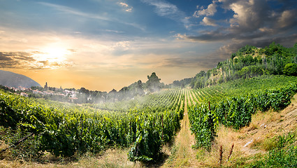Image showing Vineyard in mountains