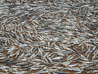 Image showing fishes on the ground