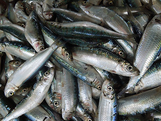 Image showing food fishes