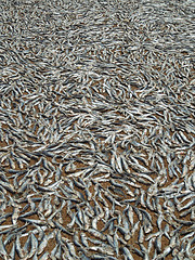 Image showing fishes on the ground