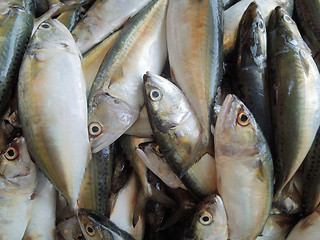 Image showing food fishes