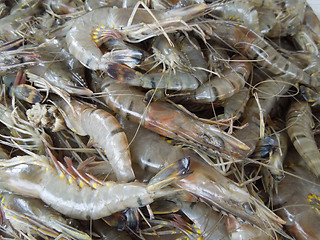 Image showing fresh prawns