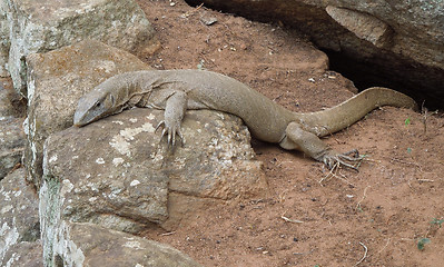 Image showing brown lizard