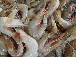 Image showing fresh prawns