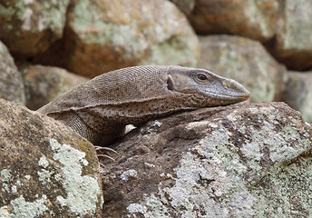 Image showing brown lizard portrait