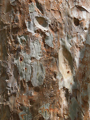 Image showing bark detail