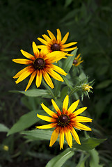 Image showing Bright yellow Rudbeckia flowers