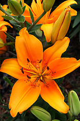 Image showing Beautiful lily