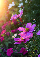 Image showing Beautiful Cosmos flowers with sunlight