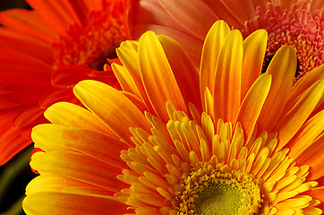 Image showing Beautiful Gerber flowers