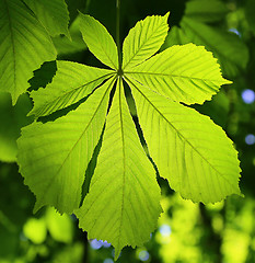 Image showing Chestnut leaf