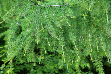 Image showing Larch tree branch