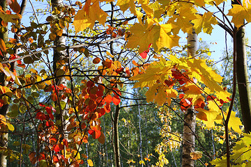 Image showing Branches of beautiful autumn trees