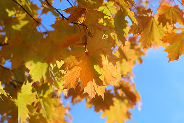 Image showing Branches of beautiful autumn maple