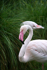 Image showing Greater Flamingo