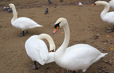 Image showing White swans 