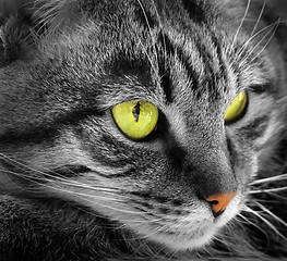 Image showing Green-eyed cat             