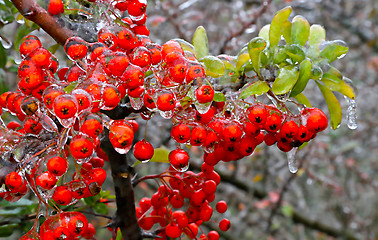 Image showing Branch of a bush with bright berries after freezing rain