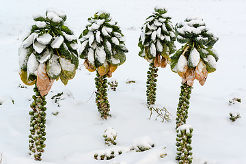 Image showing Brussels sprouts in snow