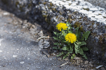 Image showing dandelion growing at curb