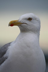 Image showing Seagull 2