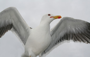 Image showing Posing seagull