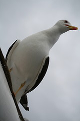Image showing Seagull 5