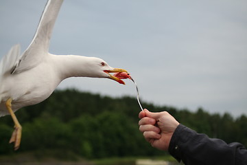 Image showing Catch