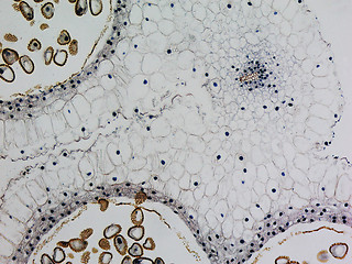 Image showing Lily anther micrograph