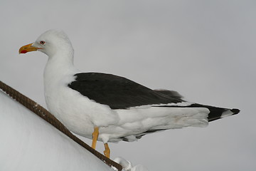 Image showing Seagull 6