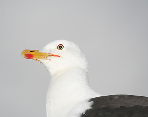 Image showing Seagull 7