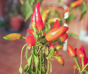 Image showing Chili Pepper