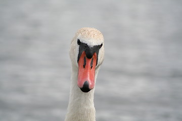 Image showing Swan